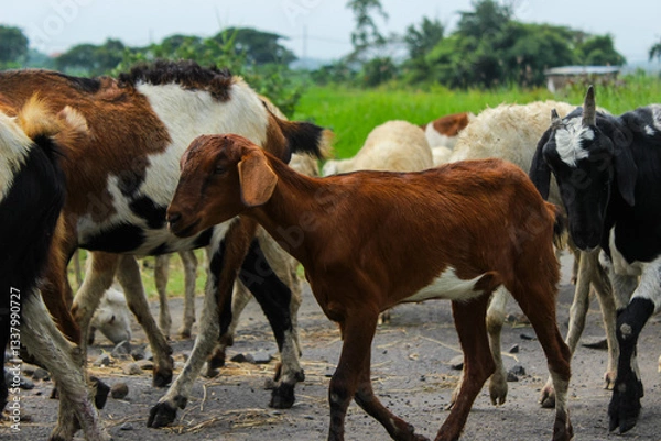 Obraz Herd of goats. Sacrificial animals for Eid al-Adha