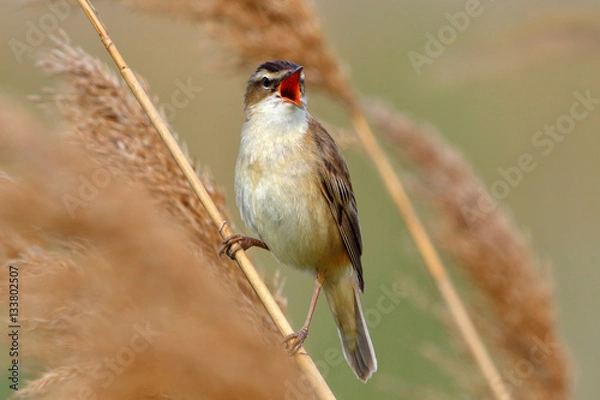 Fototapeta Schilfrohrsänger