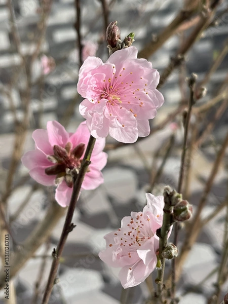 Fototapeta A branch with pink cherry blossoms in bloom, set against a blurred patterned wall