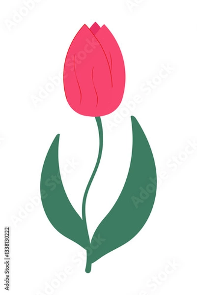 Fototapeta Pink tulip. Delicate spring flower. Design element