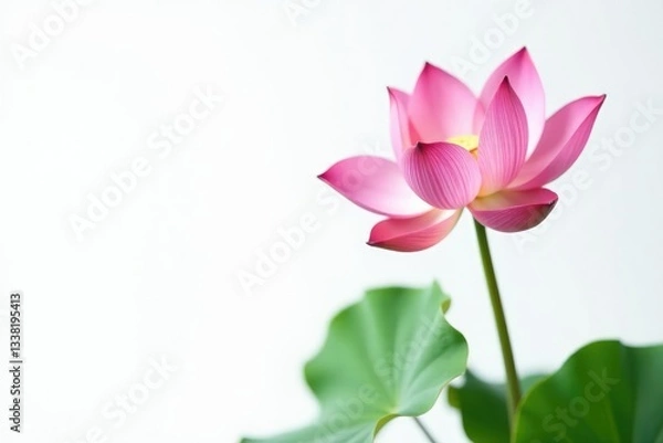 Fototapeta Single lotus flower in full bloom against a pure white background, petals, soft, plant