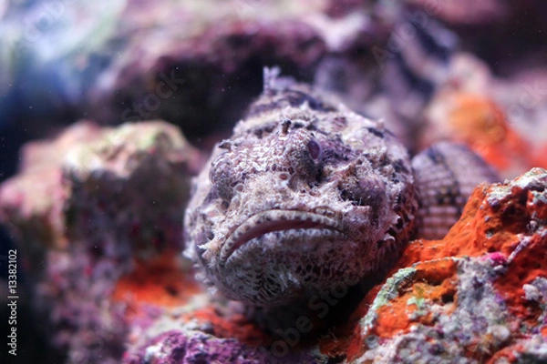 Obraz Scorpion Fish