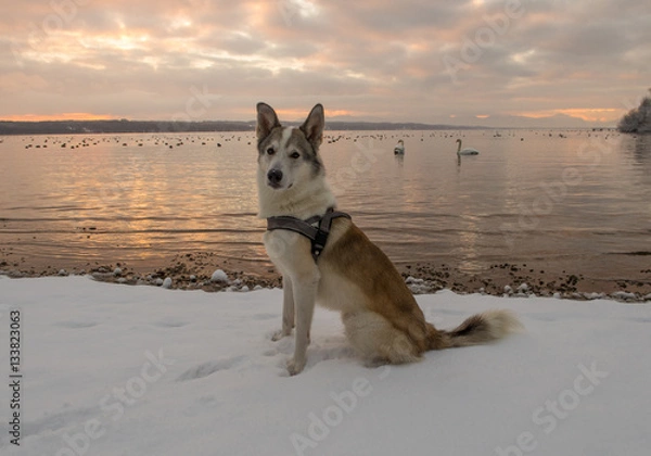Obraz Dog at sunset lake