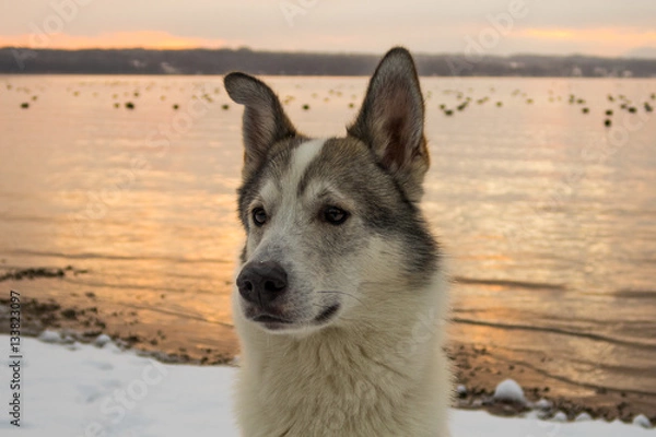 Obraz Dog at sunset lake
