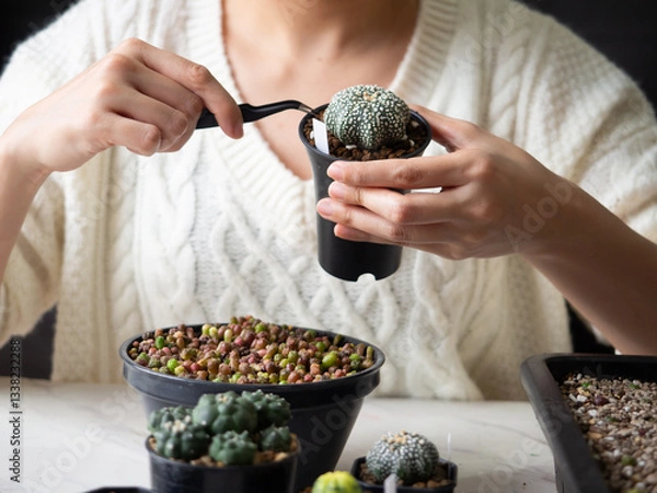 Obraz desert plant green cactus Astrophytum cacti woman people hand home garden fresh watering background beautiful houseplant flower leaf botany succulent nature tropical tree decoration pot select focus