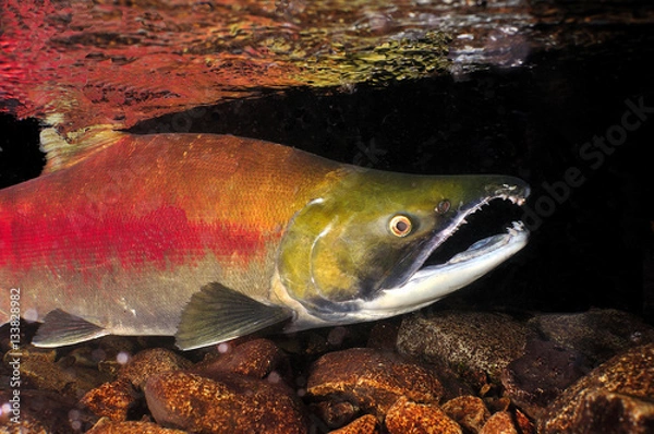 Obraz Sockeye Salmon