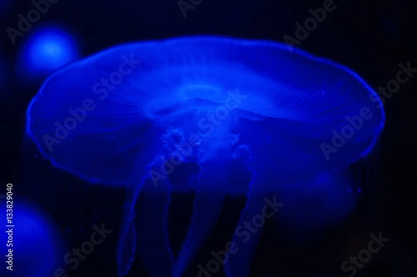 Fototapeta Jellyfish