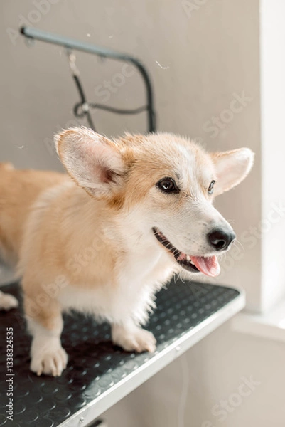 Fototapeta Corgi stands on a grooming table with wet fur after a bath, waiting for drying. Wet fur needs care, wet fur requires attention, wet fur benefits from professional treatment Grooming maintains hygiene