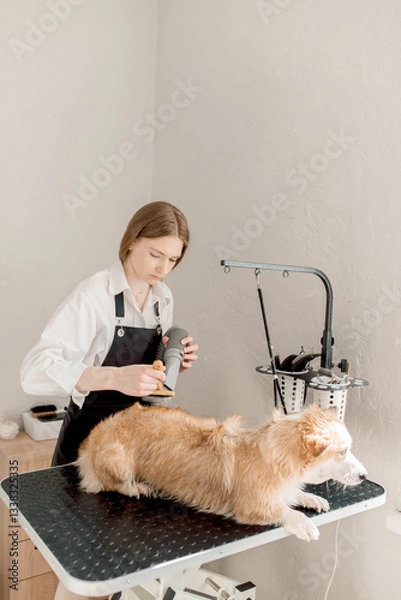 Fototapeta Professional groomer gently dries a corgis fur after a bath, ensuring comfort and cleanliness. Drying enhances softness, drying prevents chills, drying improves coat health pet salon services