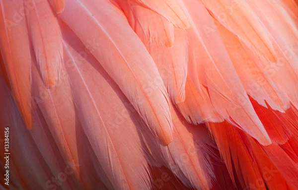 Obraz Szczegóły Flamingo