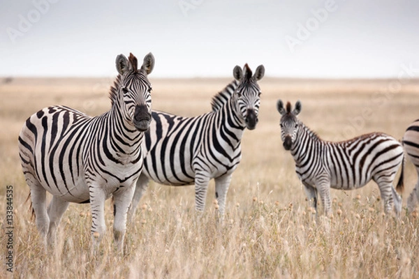Obraz Migracja zebr w Parku Narodowym Makgadikgadi Pans - Botswana