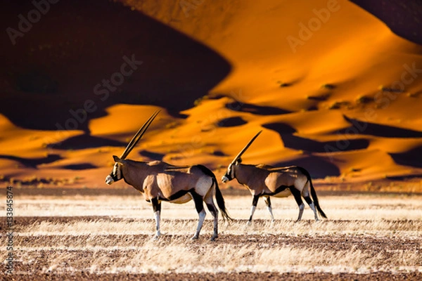 Obraz Oryx and dunes - Sossusvlei - Namibia