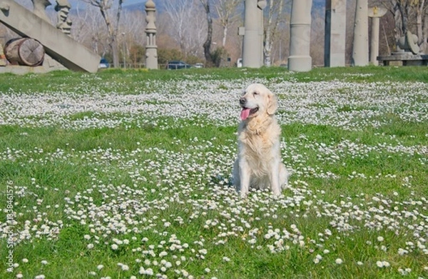 Obraz Billy the White English Golden Retriever in field of flowers