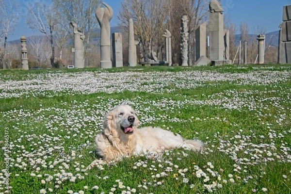 Obraz Billy the White English Golden Retriever in field of flowers