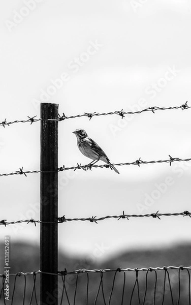 Fototapeta Bird on Barbed wire