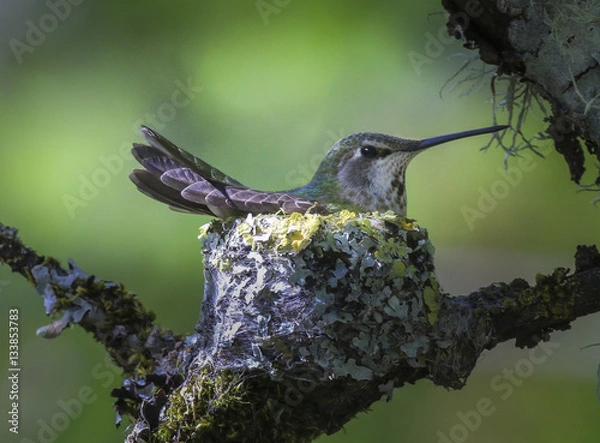 Obraz Hummingbird in nest