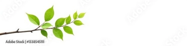 Fototapeta A single branch with leaves against a bright white background, tree, branch, green