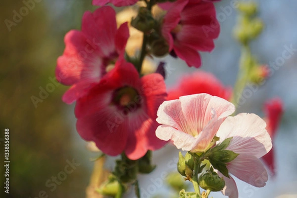 Fototapeta Hollyhocks grow in a variety of garden colors. This flower is often used in weddings to express pure love.