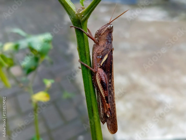 Fototapeta Grasshopper on a Green Stem