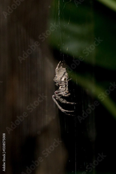 Obraz Parawixia audax spider