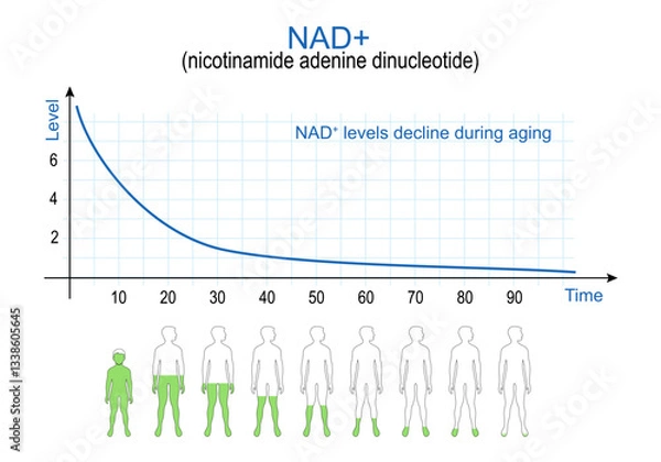 Fototapeta NAD plus levels. chart