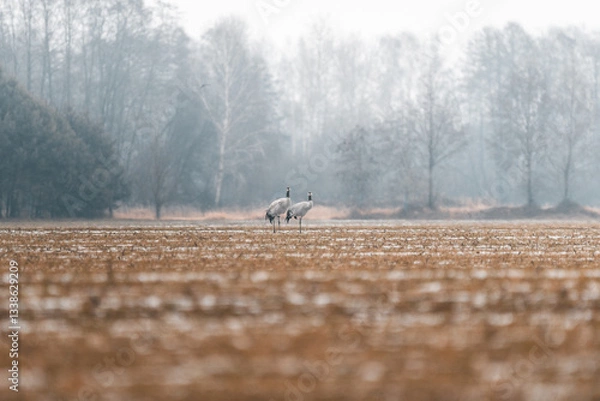 Obraz Kraniche auf einer Wiese im Winter