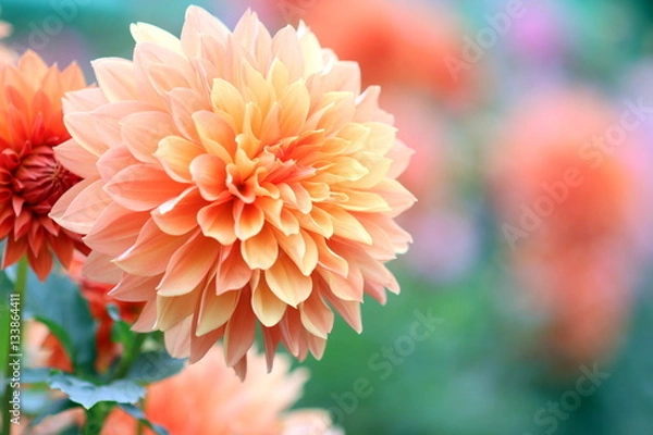 Obraz Orange Dahlia