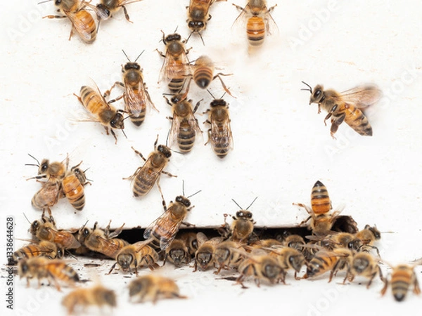 Fototapeta Bees in a beehive on a natural farm