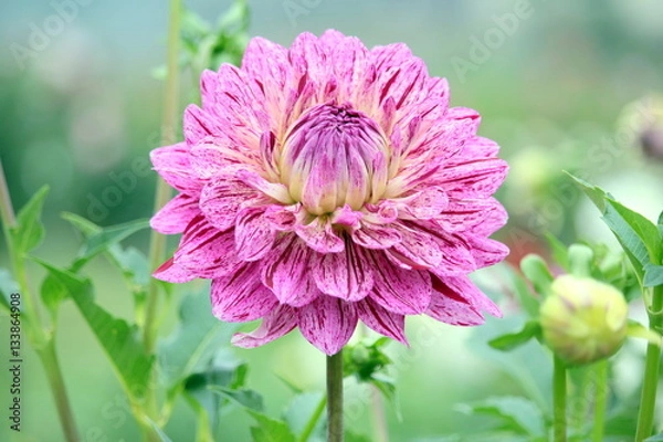 Obraz 一輪のダリア