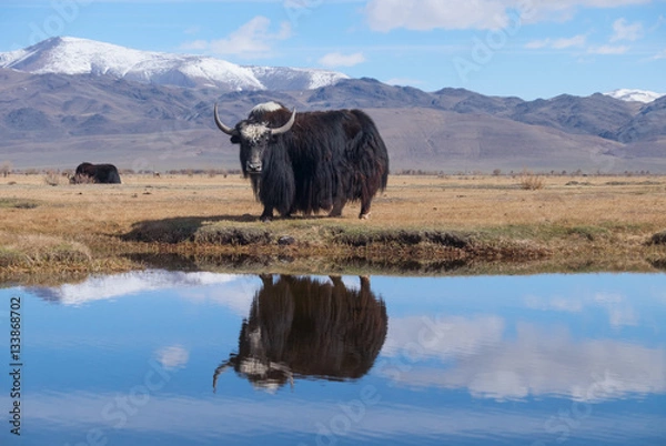 Obraz Black yak