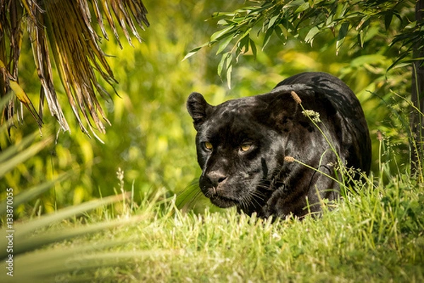 Obraz Jaguar, prowling