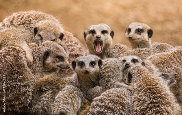 Obraz Meerkats
