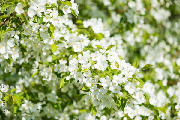 Fototapeta A blooming branch of apple tree in spring