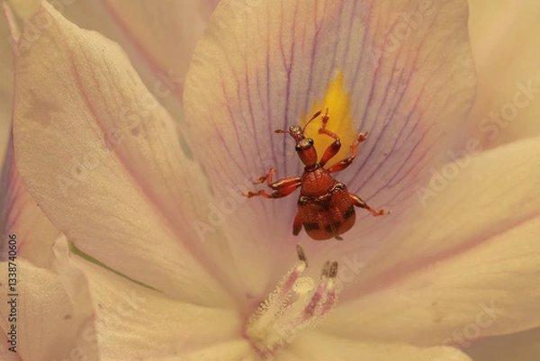 Fototapeta A giraffe weevil foraging on a water hyacinth flower. This insect has the scientific name Trachelophorus giraffa.