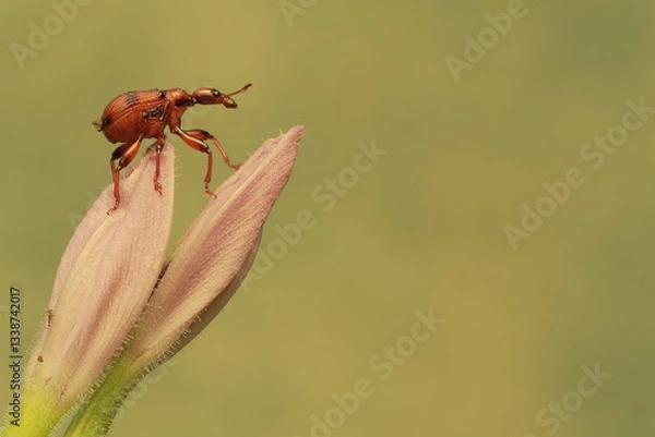 Fototapeta A giraffe weevil foraging on a water hyacinth flower. This insect has the scientific name Trachelophorus giraffa.