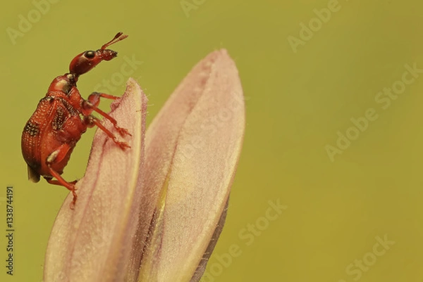 Fototapeta A giraffe weevil foraging on a water hyacinth flower. This insect has the scientific name Trachelophorus giraffa.