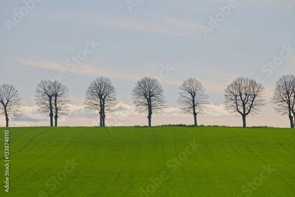 Obraz Typical Line of Trees at Sunset in Perugia Italy