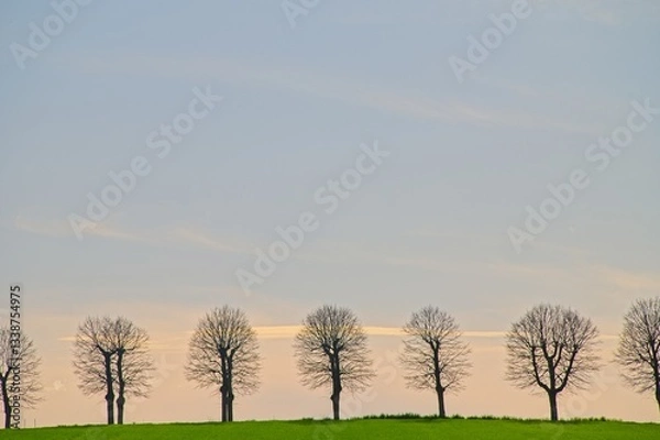 Obraz Typical Line of Trees at Sunset in Perugia Italy