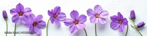 Obraz Vibrant purple lavender blossoms arranged on a stark white surface , purple, minimalist, decoration