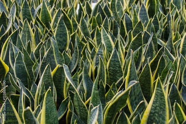 Obraz The leaves of Sansevieria form a dense decorative background in the greenhouse of the garden center.
