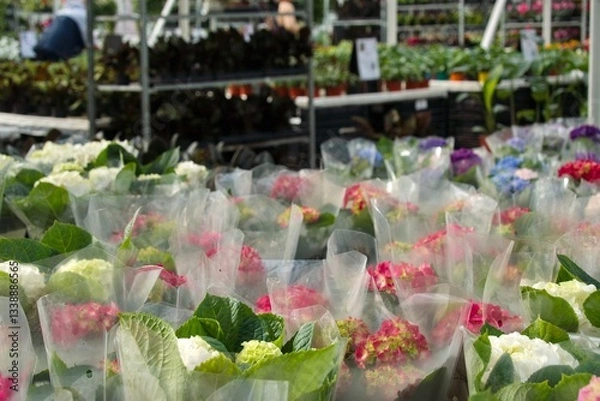 Obraz Many colorful hydrangeas in pots, packed in transparent plastic, are for sale in the greenhouse of the garden center against the background of racks with other ornamental plants