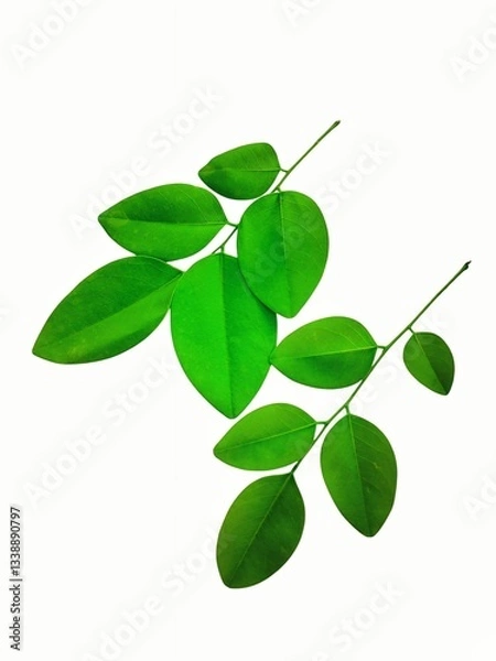 Obraz The green color of the leaves represents freshness, growth and the power of nature.