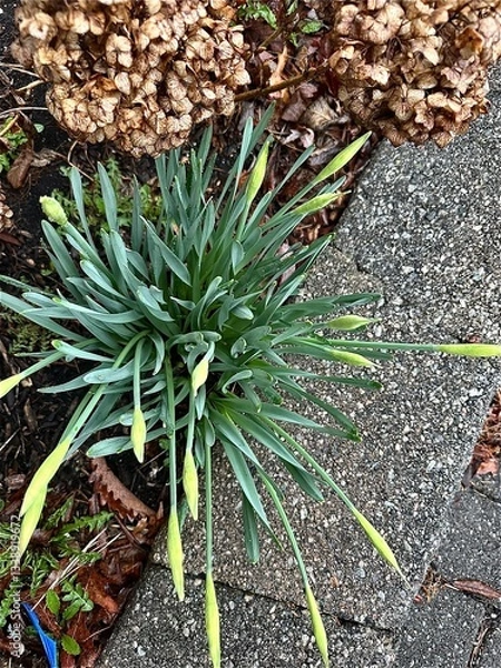 Obraz aloe vera plant