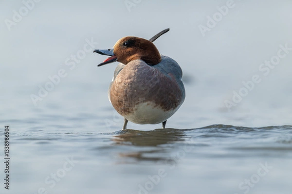 Fototapeta Eurasian Wigeon Drake in Direct Gaze Through Shallow Waters