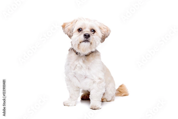 Obraz little white dog