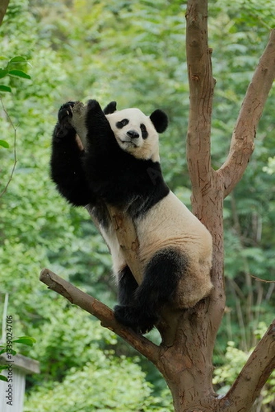 Obraz Giant Panda Playing in Chengdu