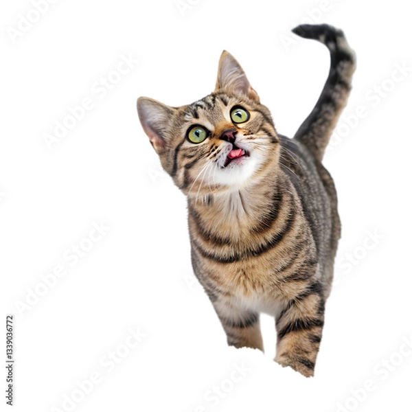 Fototapeta Cute Kitten Jumping! on transparent background