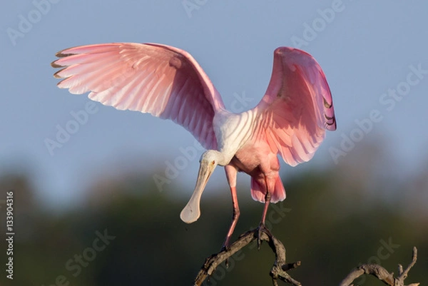 Obraz Roseate Spoonbill