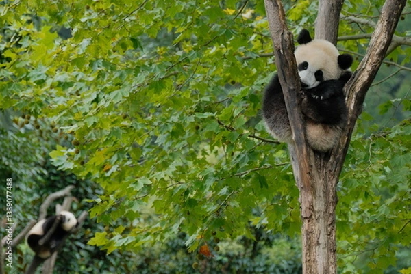 Obraz Cute Panda of Chengdu,China