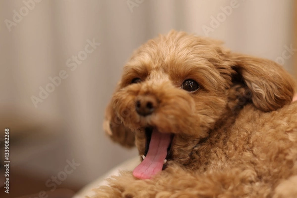 Obraz あくびをするトイ・プードル